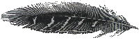 feather